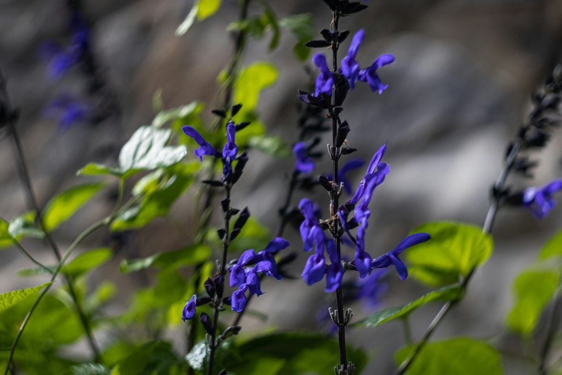 Salvia 'Black and Blue'