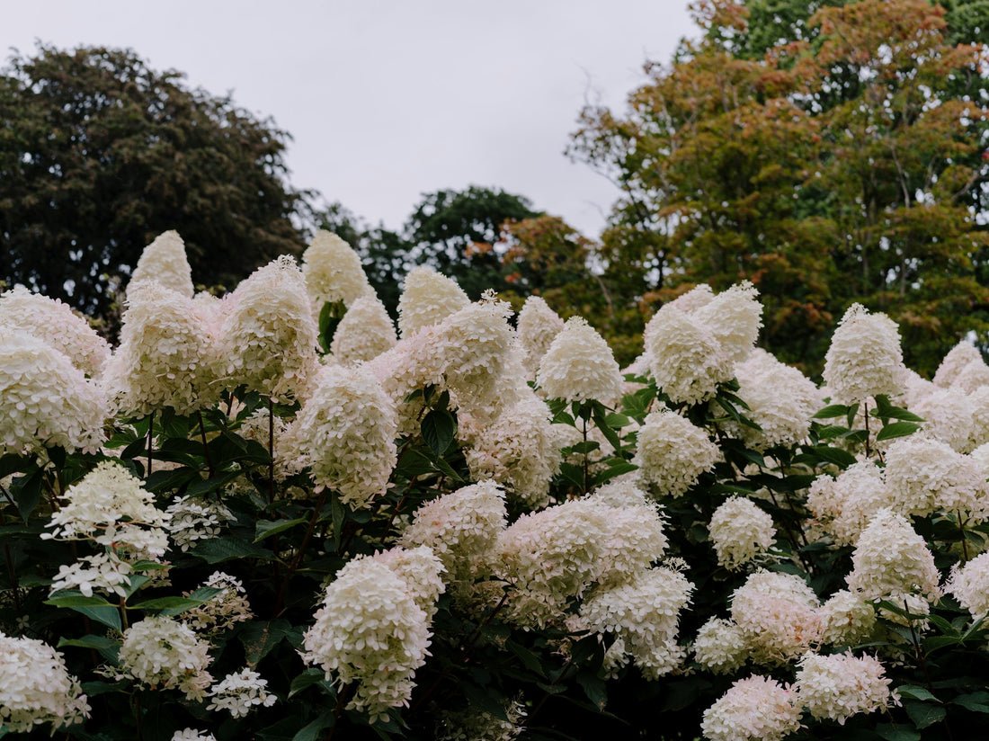 'Annabelle' Smooth Hydrangea