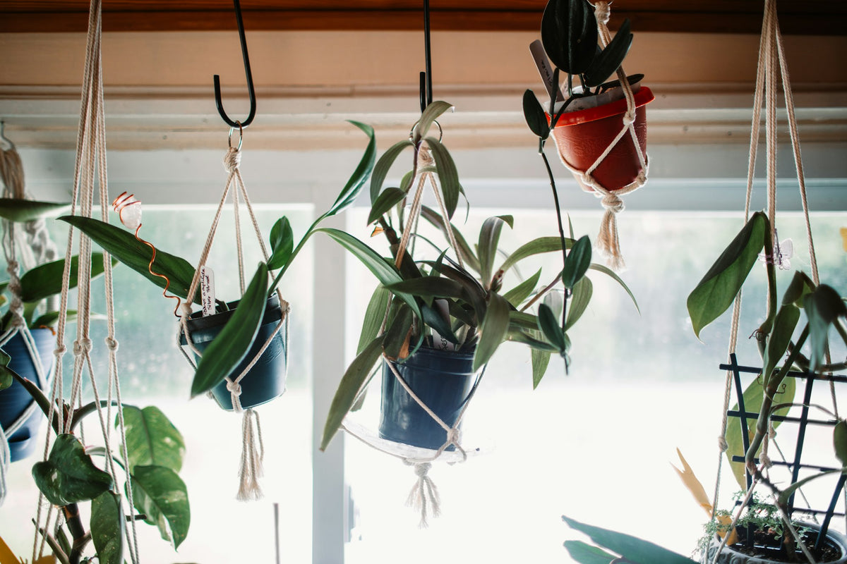 The Hanging Garden