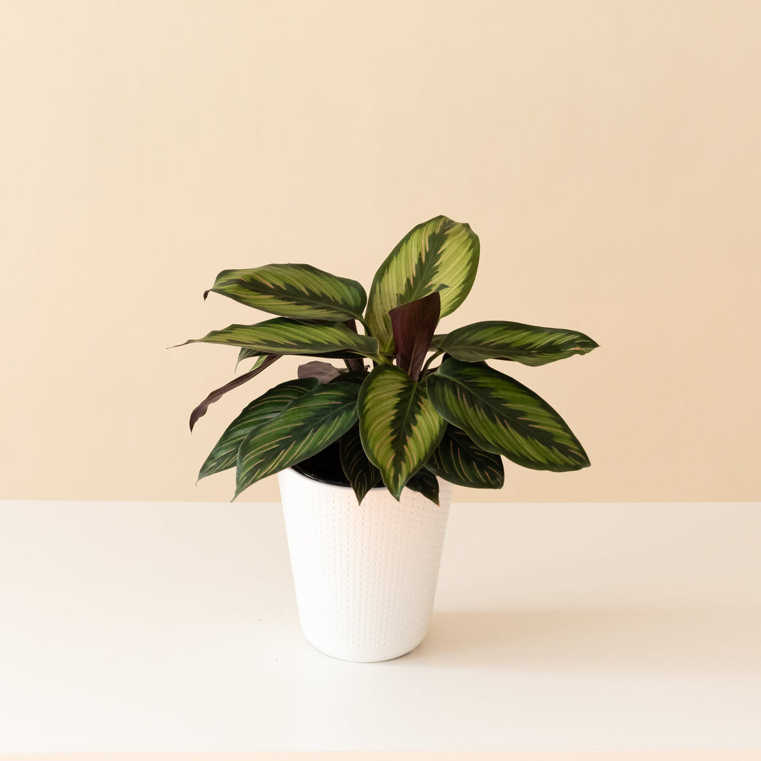 Calathea with long dark green leaves striped in pink and white