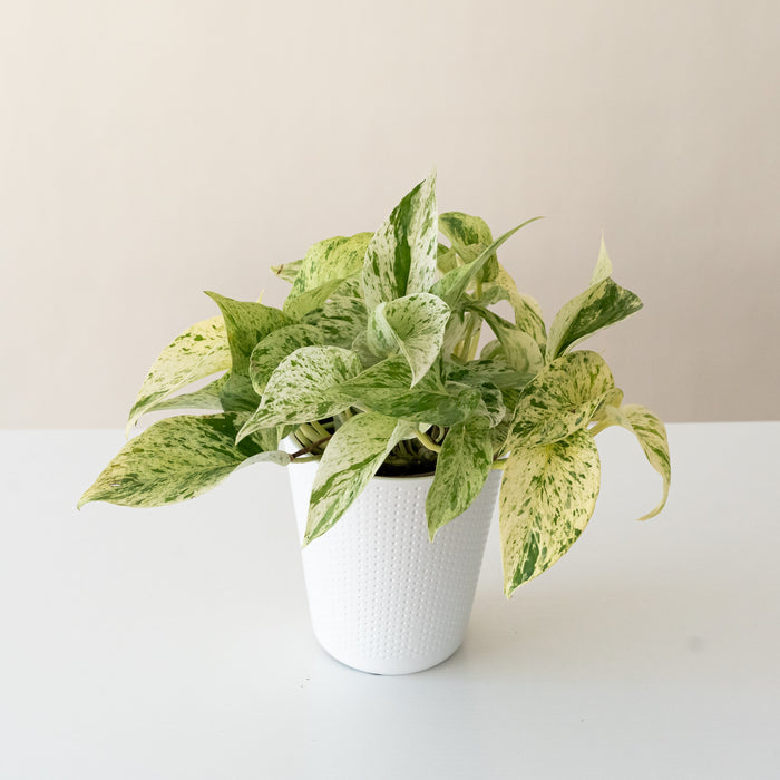 Pothos 'Snow Leopard'