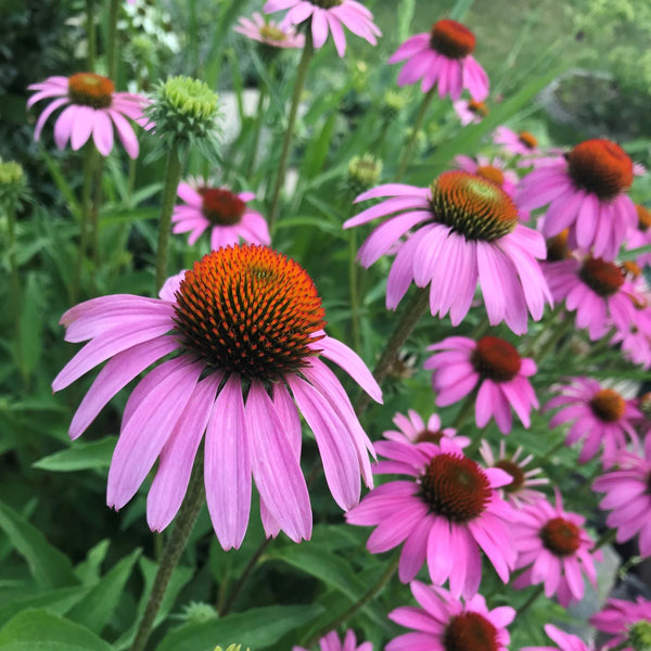 Purple Coneflower