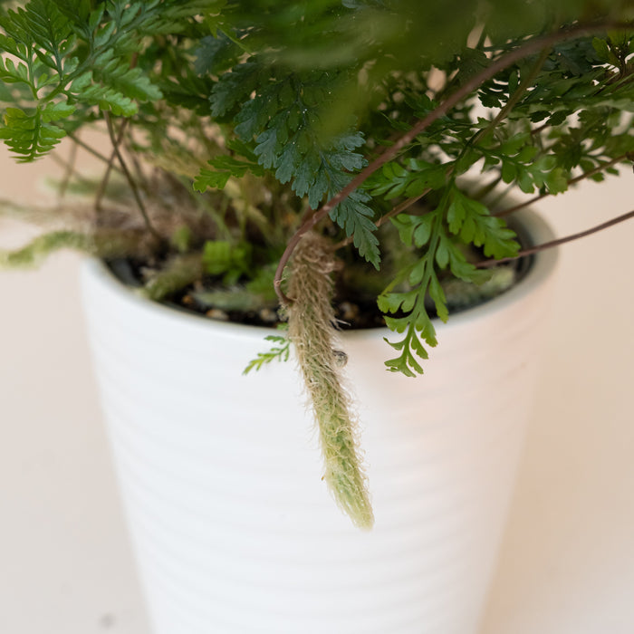 Rabbit's Foot Fern 'Twilight Tassel'