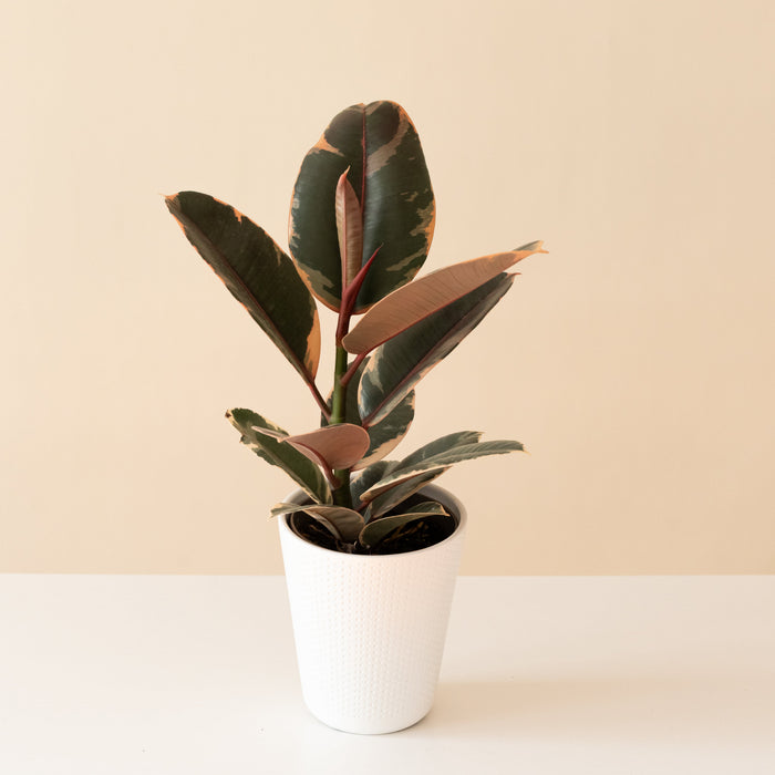 Rubber Plant 'Belize'