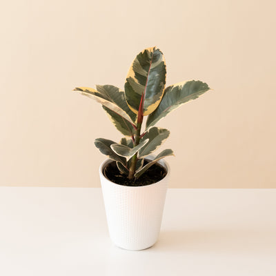 Rubber Plant 'Tineke'