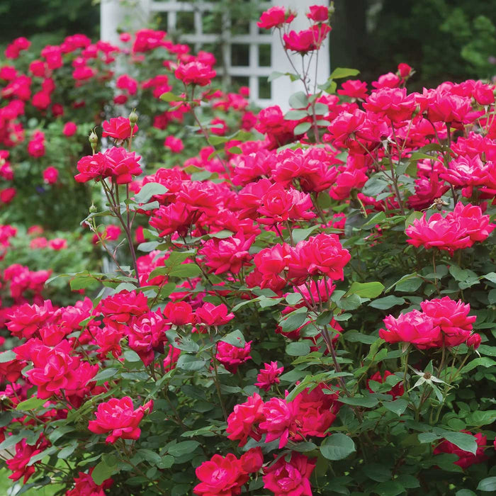 Shrub Rose 'Double Red'