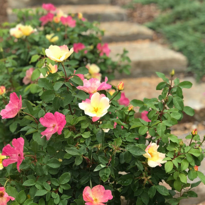 Shrub Rose 'Sunblush'