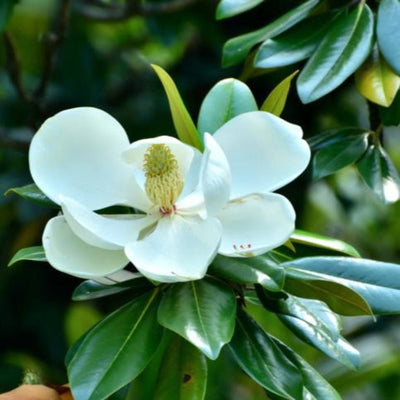 Southern Magnolia 'Teddy Bear'