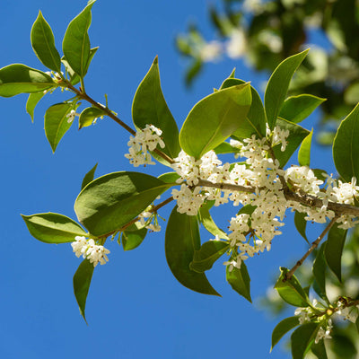 Tea Olive