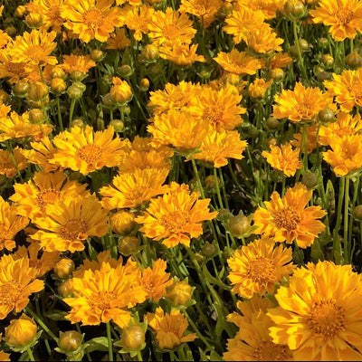 Tickseed 'Jethro Tull'