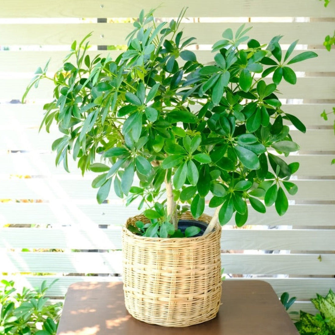 Schefflera with glossy green leaflets arranged in umbrella-like circles