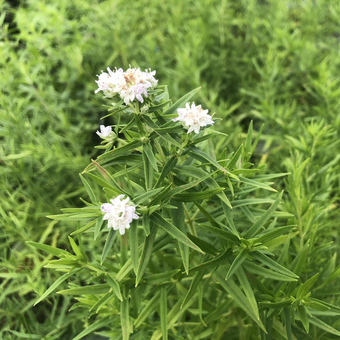 Virginia Mountain Mint