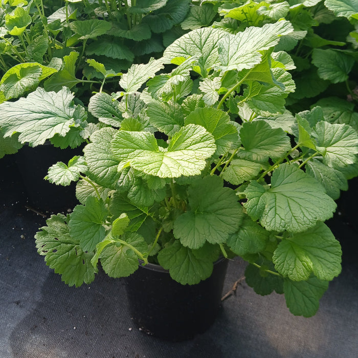 Water Avens
