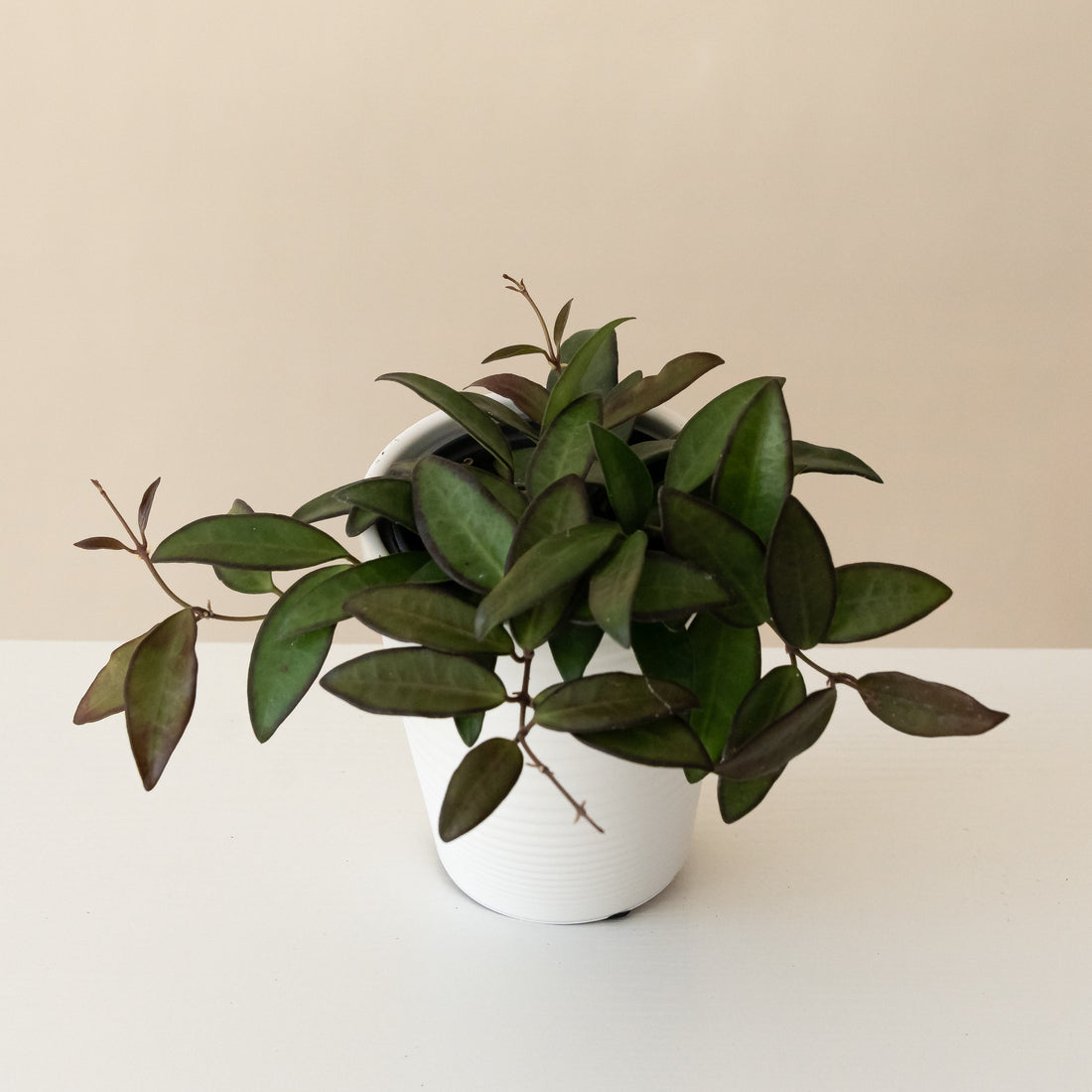 Hoya with long green leaves edged in maroon trailing from a grey ceramic pot