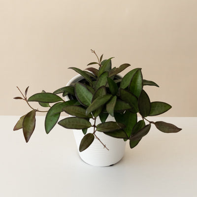 Wax Plant 'Adrift'