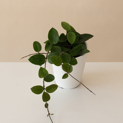 Wax Plant 'Chouke'