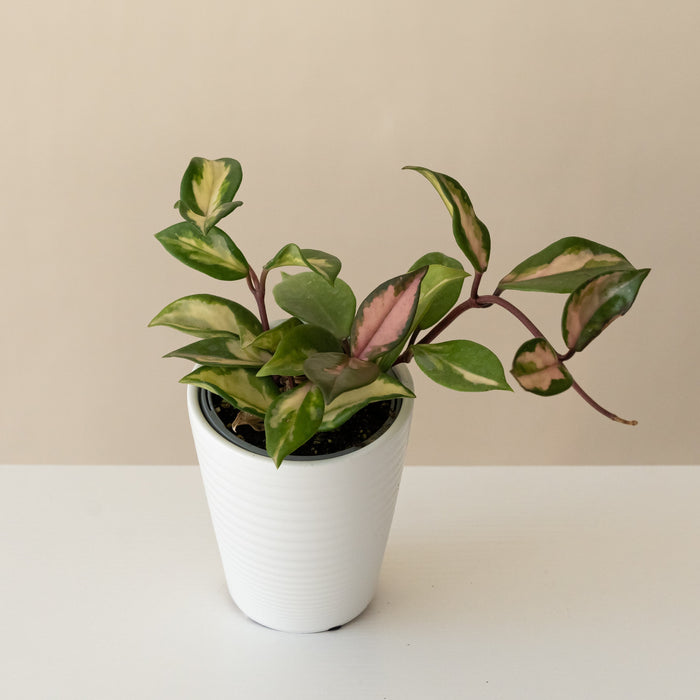 Wax Plant 'Green Light'