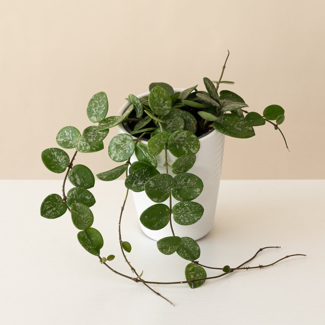 Hoya with oval green leaves heavily splashed silver, trailing from a ceramic pot