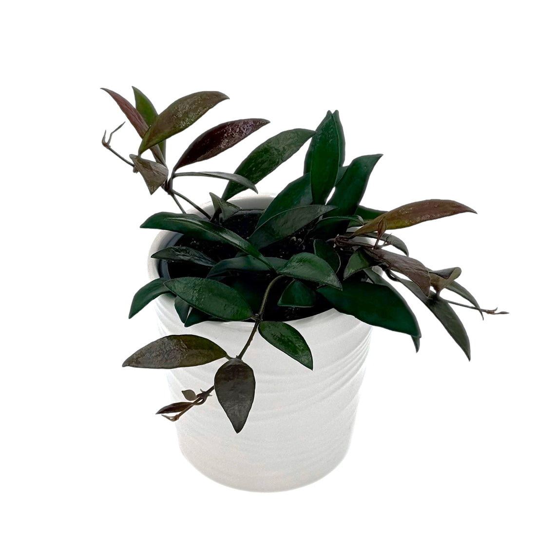 Hoya with narrow wavy green leaves rimmed in maroon trailing from a grey ceramic pot