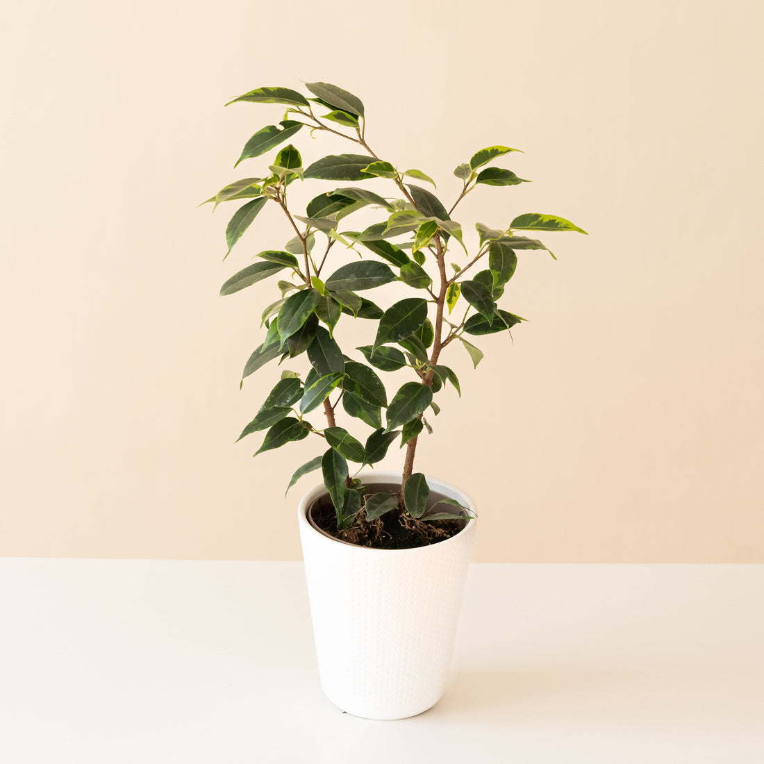 Weeping fig with glossy green and pale green variegated leaves on arching branches