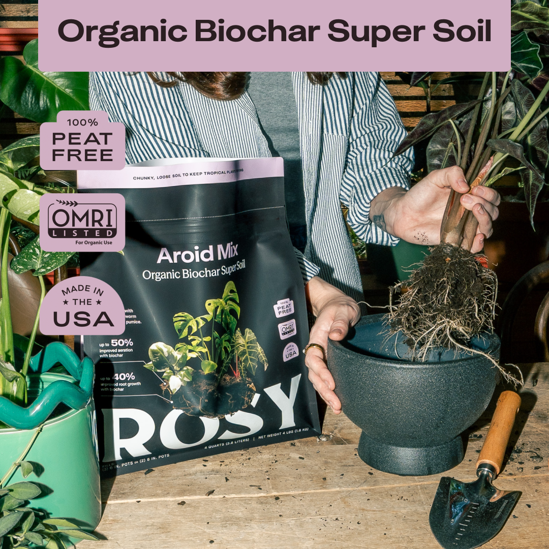 Rosy Aroid Soil by Rosy Soil, detail 2