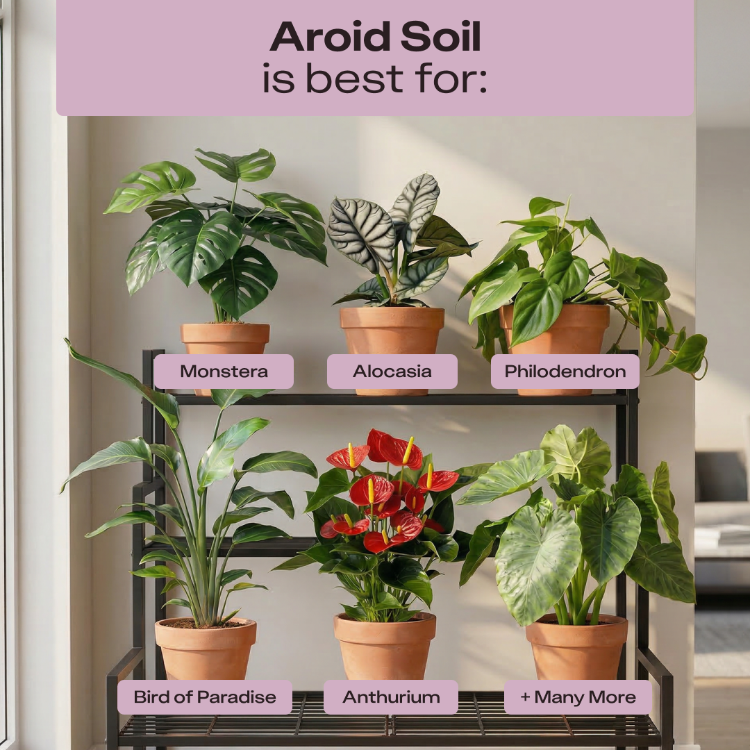 Rosy Aroid Soil by Rosy Soil, detail 7