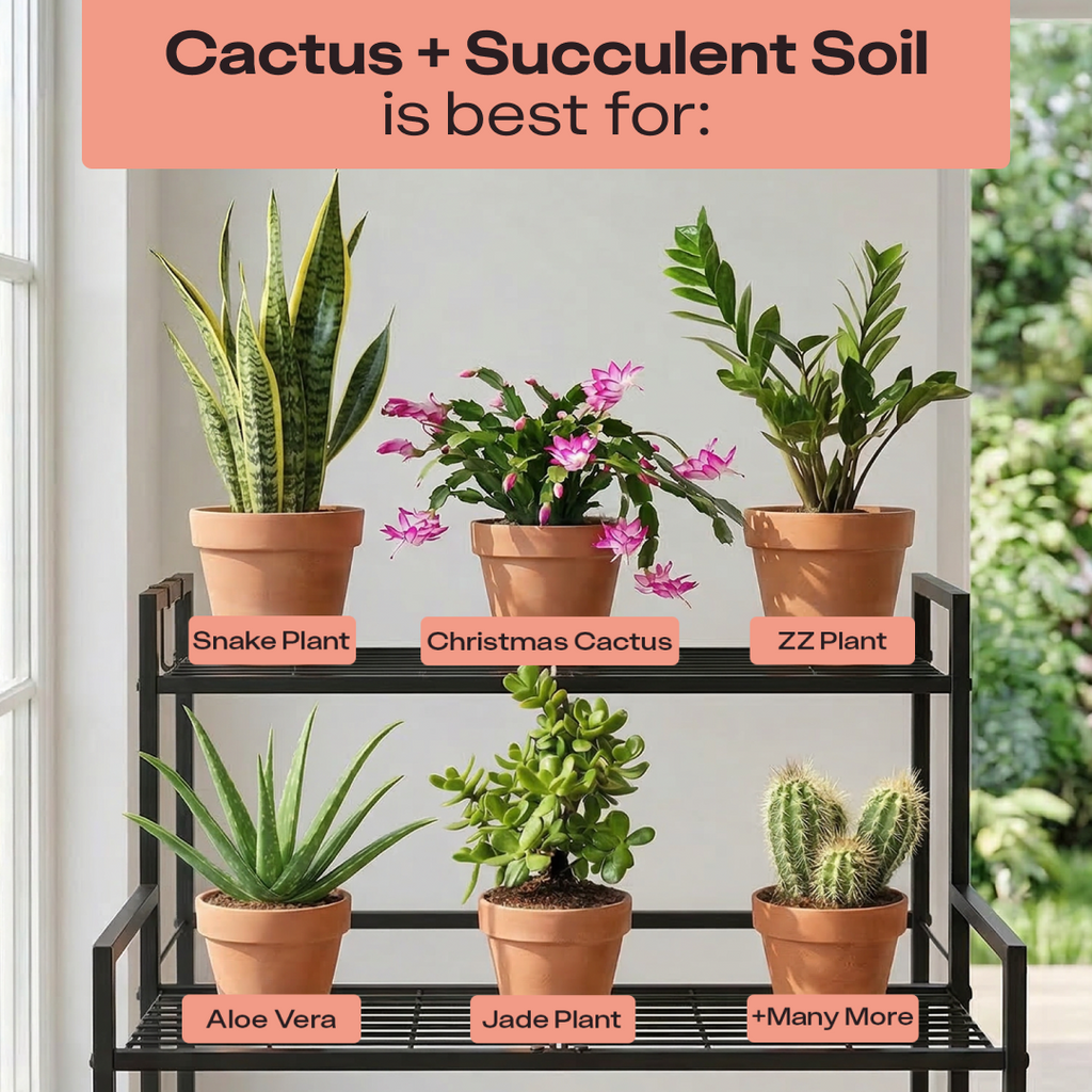 Rosy Cactus & Succulent Soil by Rosy Soil, detail 8