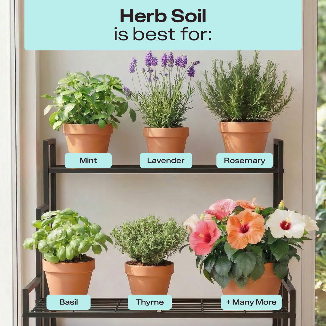 Rosy Herb Soil by Rosy Soil, detail 7