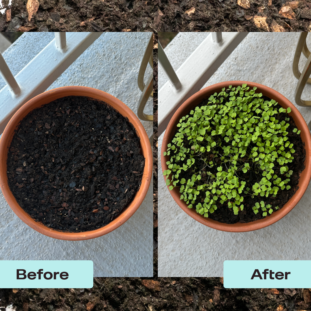 Rosy Herb Soil by Rosy Soil, detail 8
