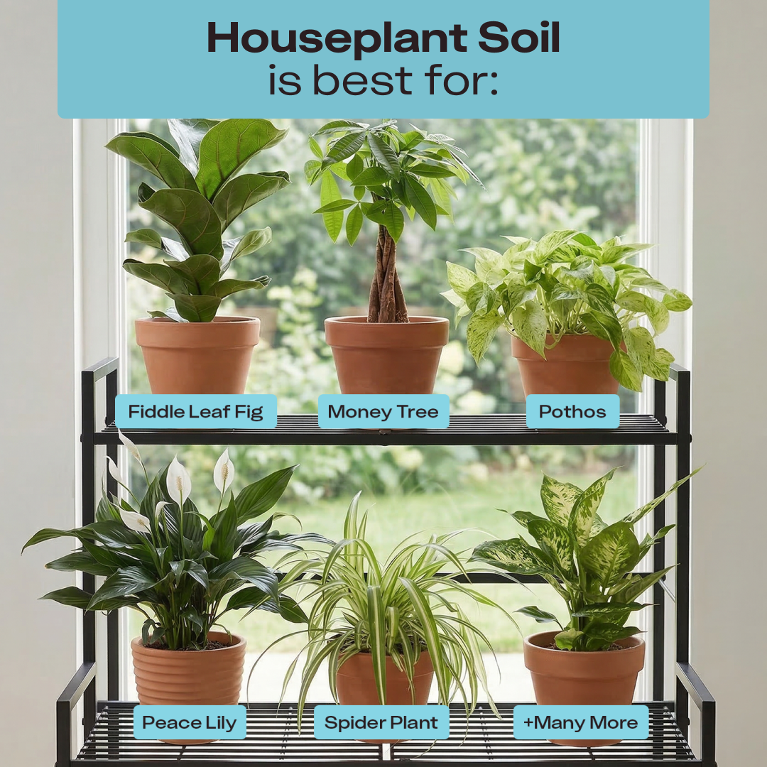 Rosy Houseplant Soil by Rosy Soil, detail 7