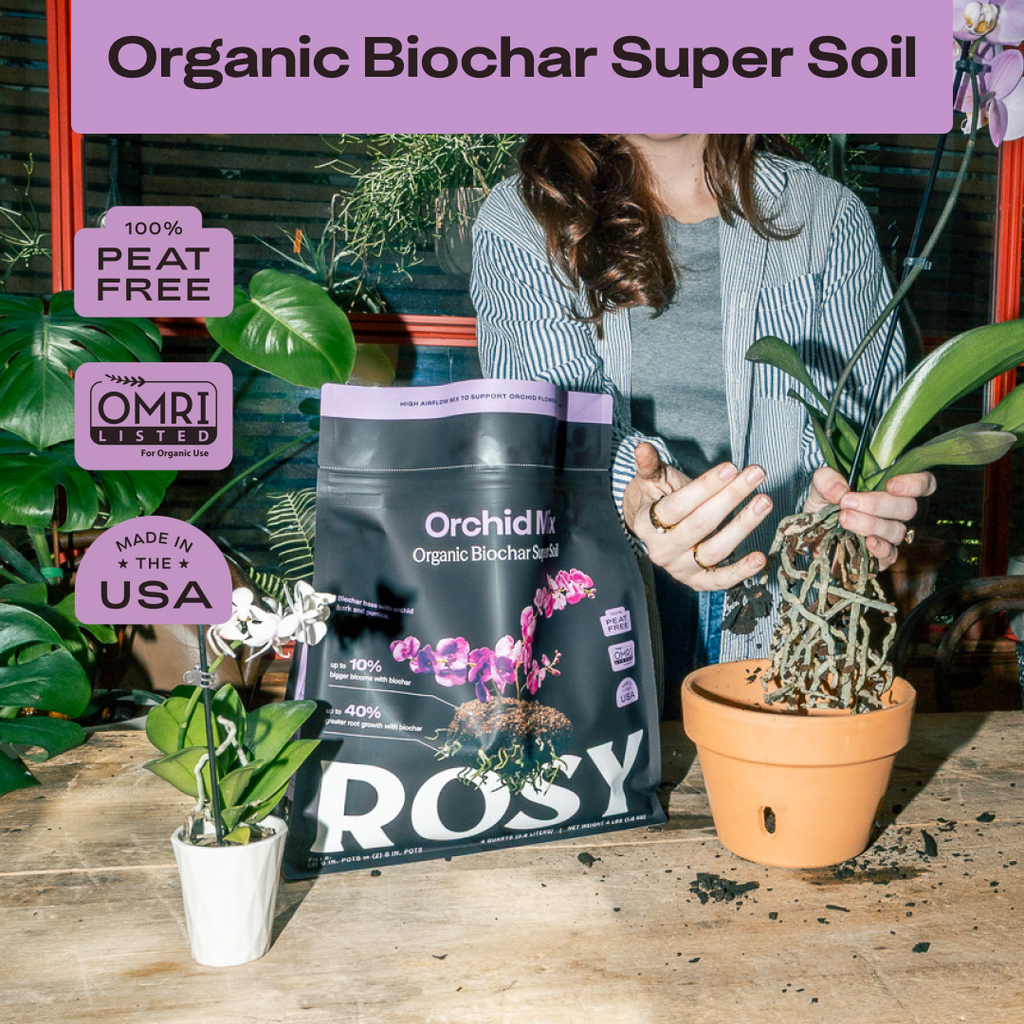 Rosy Orchid Mix by Rosy Soil, detail 2