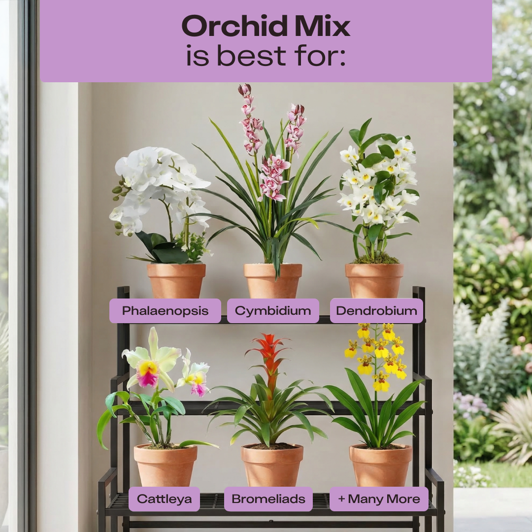 Rosy Orchid Mix by Rosy Soil, detail 7