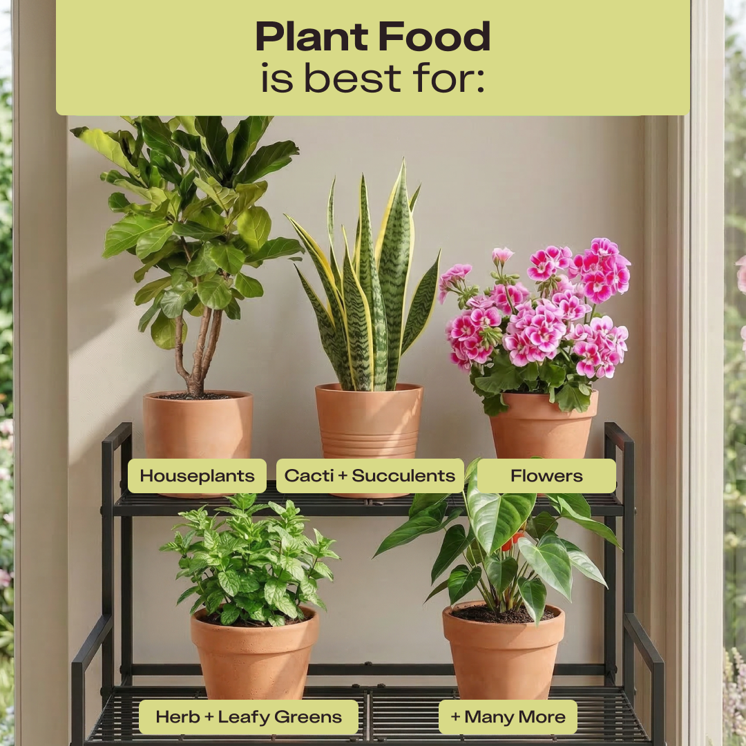Rosy Plant Food by Rosy Soil, detail 7