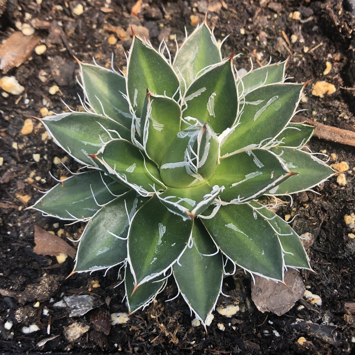 Compact agave rosette of narrow dark green leaves with white threads along the edges