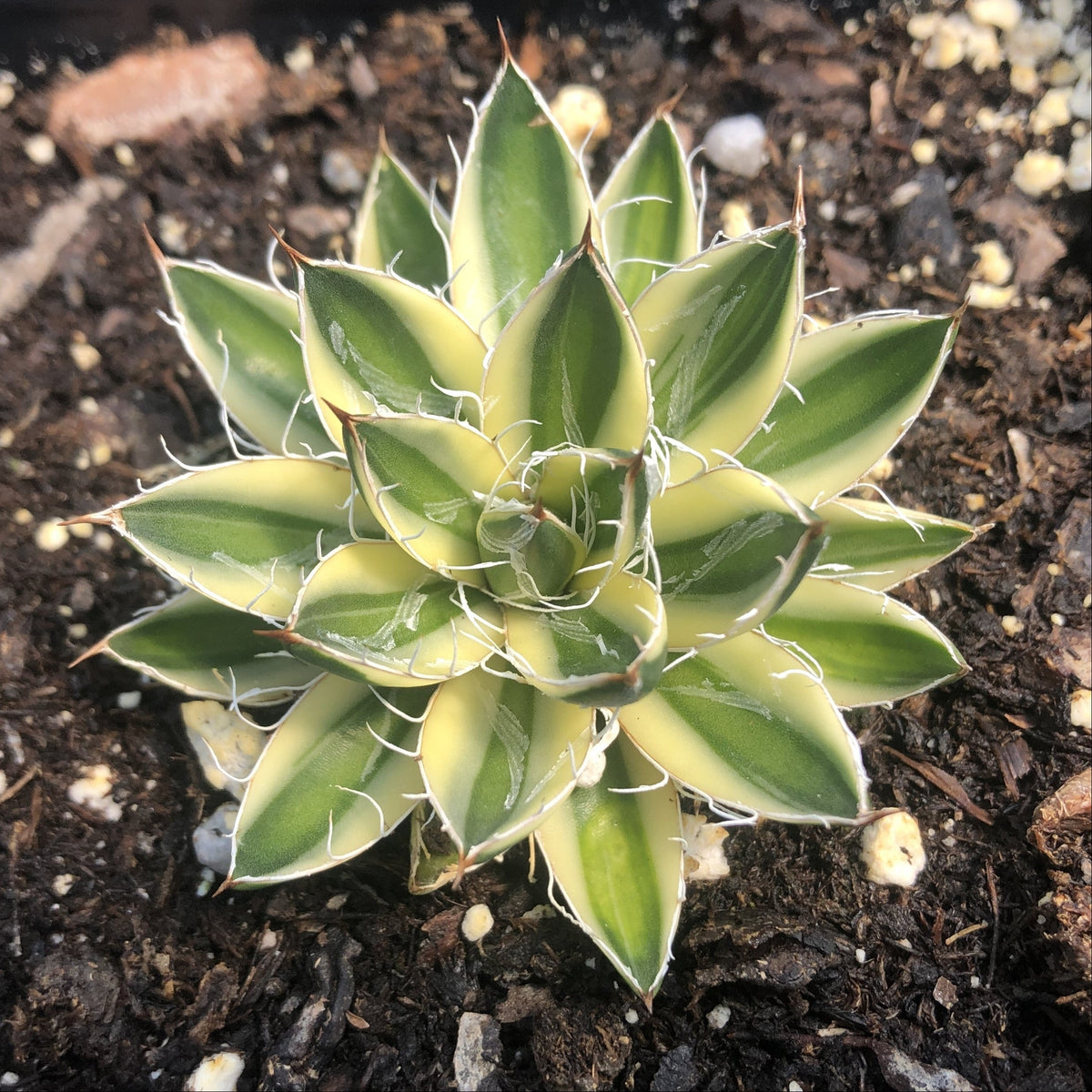 Small agave rosette with wide green leaves edged in creamy yellow