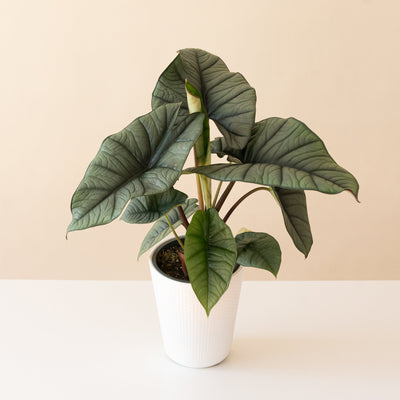 Alocasia 'Quicksilver'