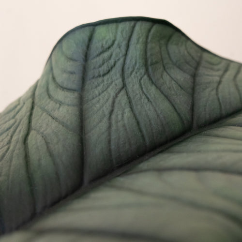 Alocasia 'Quicksilver', view 2