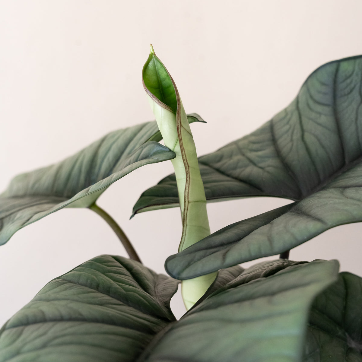 Alocasia 'Quicksilver', view 3