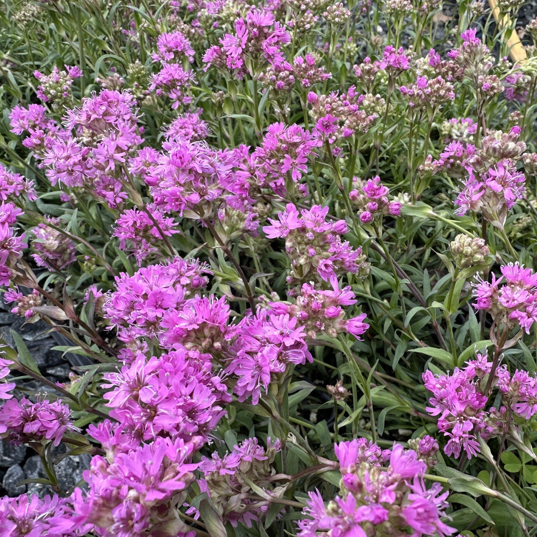 Alpine Catchfly
