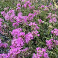 Low tuft of narrow leaves with small heads of rose-pink flowers