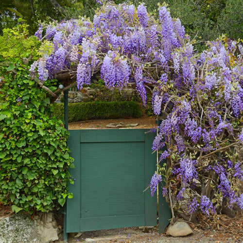 Lavender-purple wisteria flower clusters hanging from a vine