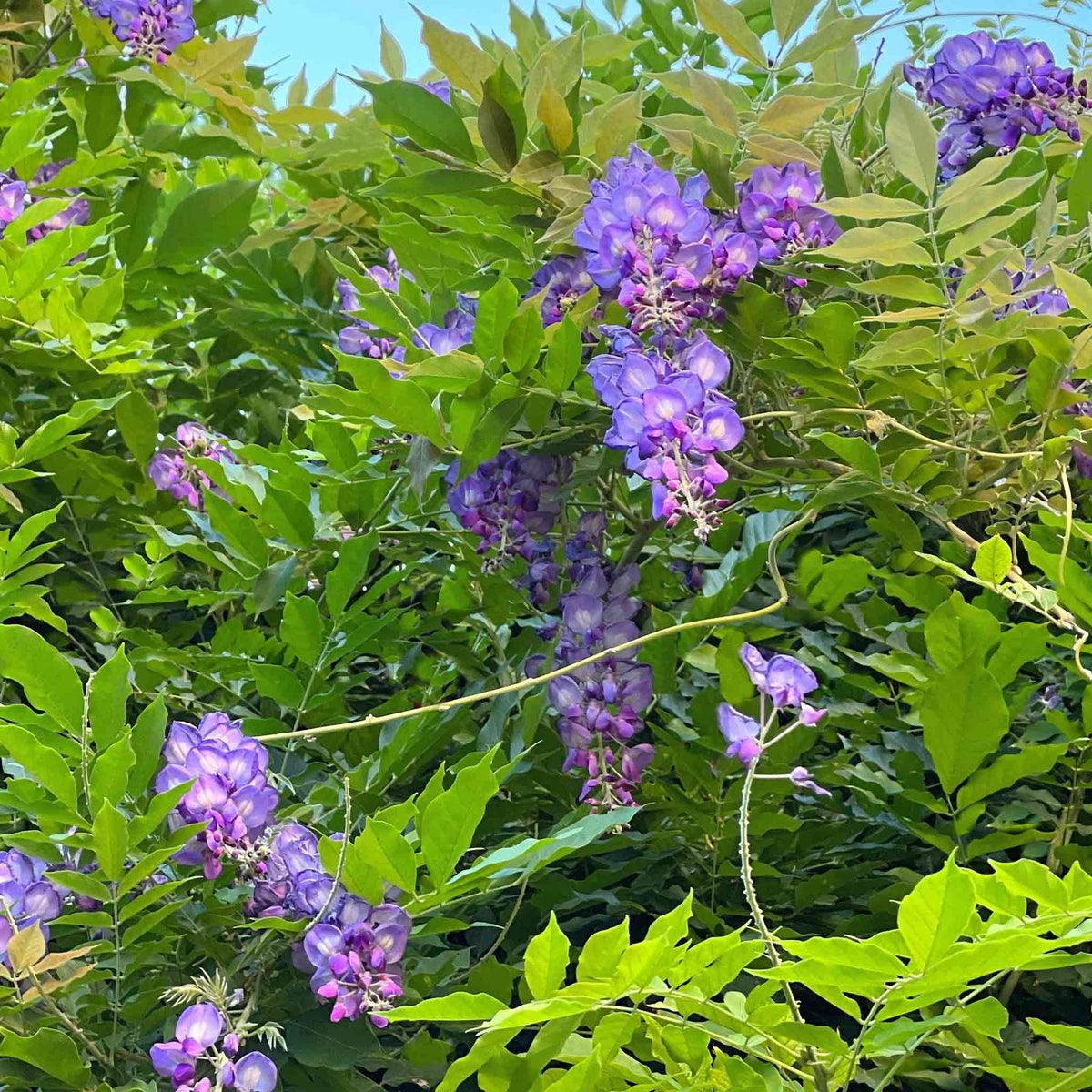 Lavender-purple wisteria flower clusters hanging from a vine (view 2)