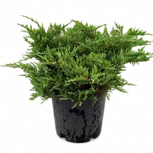 Low spreading juniper with feathery green foliage