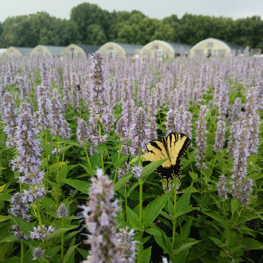 Cavano's Perennials