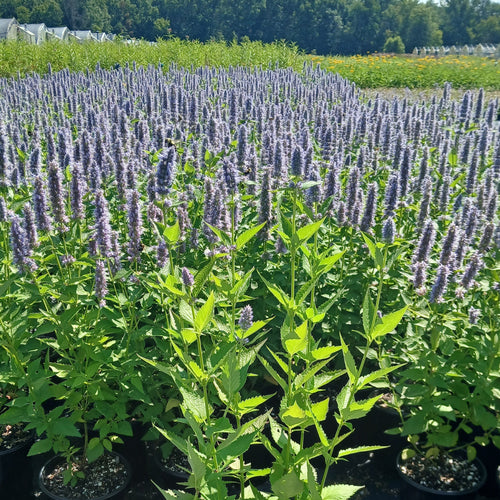 Anise hyssop with upright spikes of pale violet-blue flowers above green leaves (view 2)