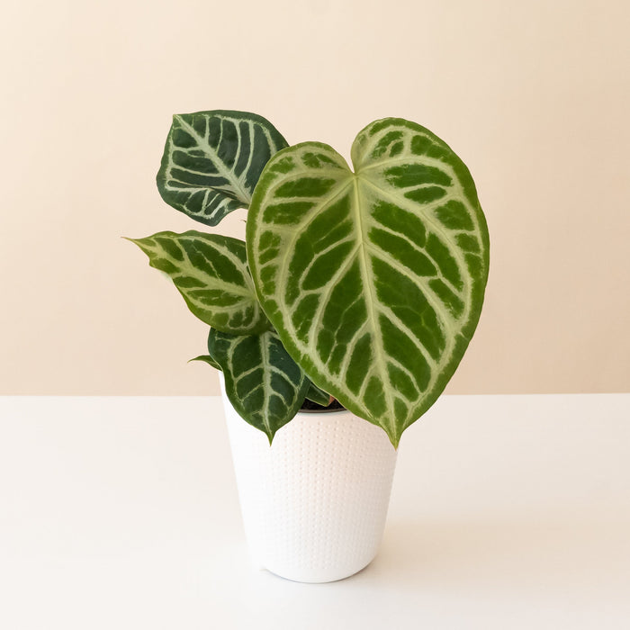 Anthurium 'Heart's Desire'