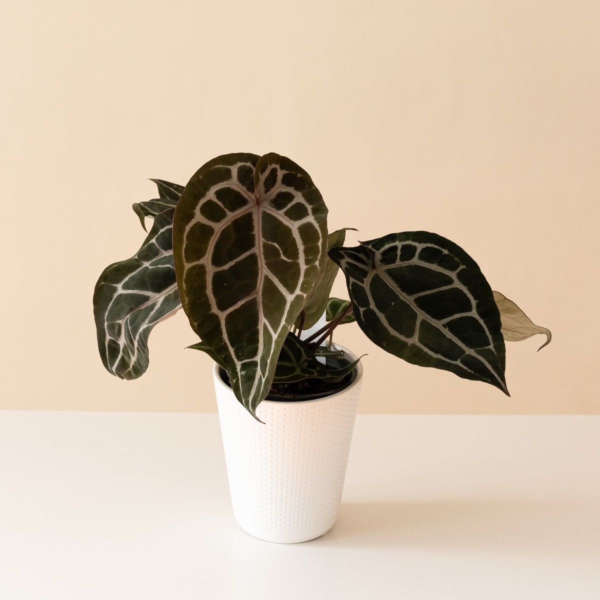 Anthurium with velvety dark heart-shaped leaves and bright white and pink veins