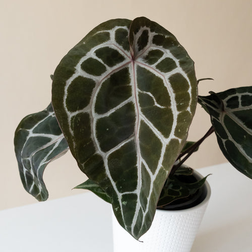 Anthurium 'Michelle', view 2