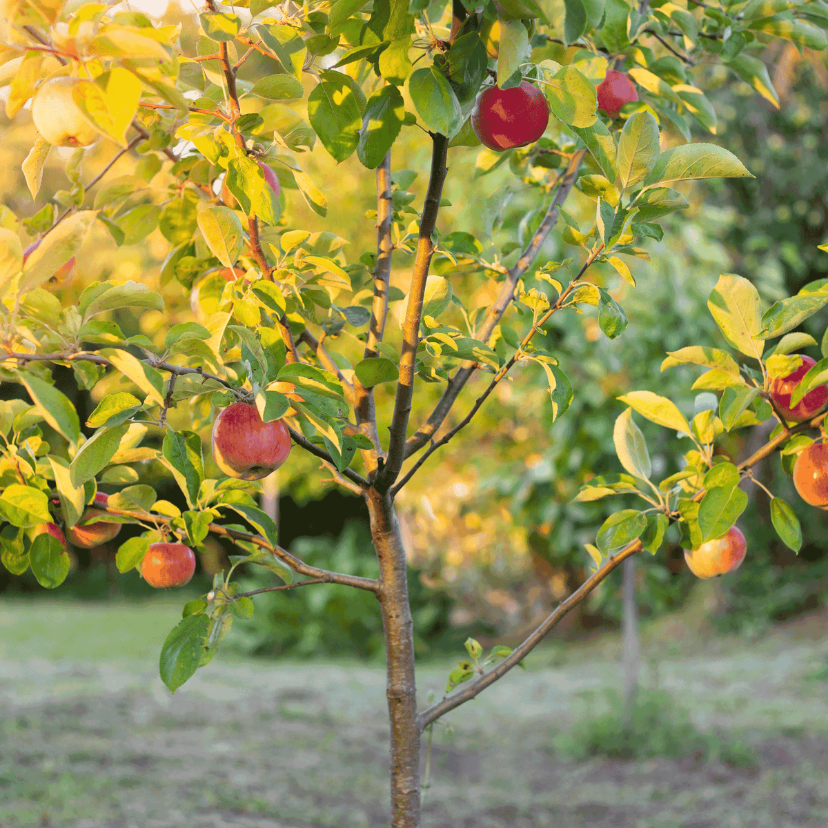 Apple trees with red and green apples in a backyard orchard (view 2)