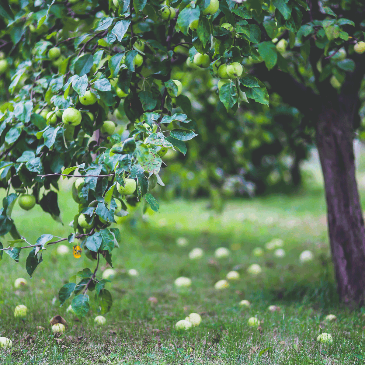 Apple trees with red and green apples in a backyard orchard (view 4)